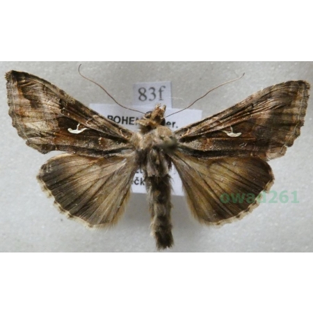 Autographa gamma (Linnaeus, 1758) Błyszczka jarzynówka Czech83f